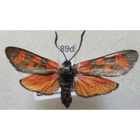 Zygaena sp. Spain89d